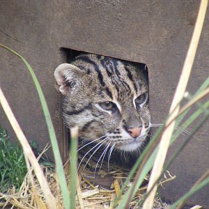 Fishing cat at RSCC, 15 August 2010