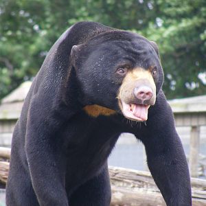 Jo-Jo the Malayan sun bear at RSCC, 15 August 2010