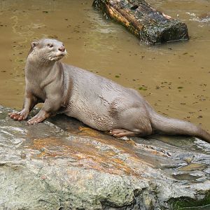 Smooth-coated otter at RSCC, 15 August 2010