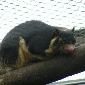 Sri Lankan giant squirrel at RSCC, 15 August 2010