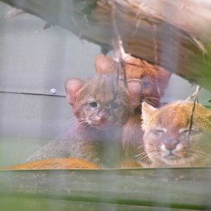 Jaguarundi with kittens at RSCC, 15 August 2010