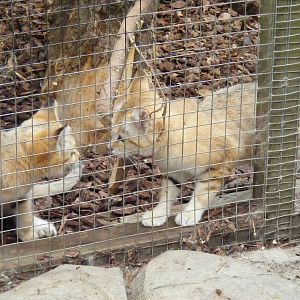 Arabian sand cats at RSCC, 15 August 2010