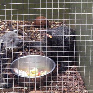 Palawan binturongs at RSCC, 15 August 2010