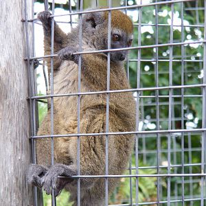 Sambirano bamboo lemur at RSCC, 15 August 2010