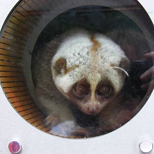 Slow loris at RSCC, 15 August 2010