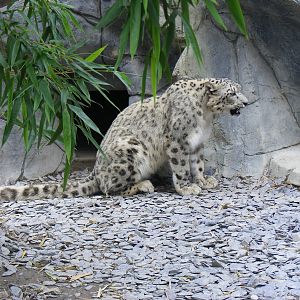 Snow leopard at RSCC, 15 August 2010