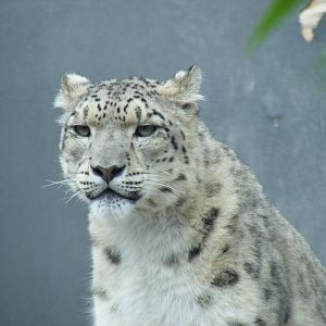 Snow leopard at RSCC, 15 August 2010