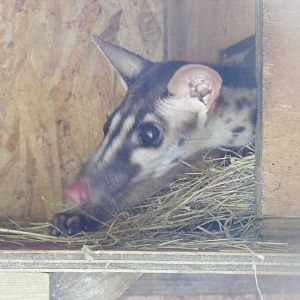 Owston's palm civet at RSCC, 15 August 2010