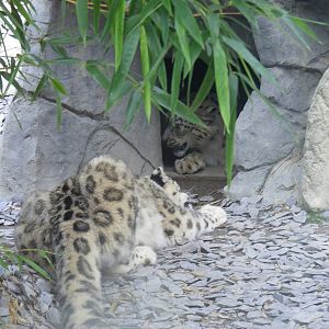 Snow leopards at RSCC, 15 August 2010