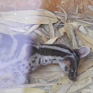 Owston's palm civet at RSCC, 15 August 2010