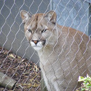 Puma at RSCC, 15 August 2010