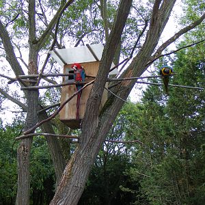 Macaws at Wingham Wildlife Park, 15 August 2010