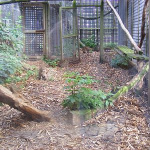 Scottish wildcat enclosure at Wingham Wildlife Park, 15 August 2010