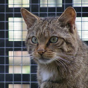 Scottish wildcat at Wingham Wildlife Park, 15 August 2010