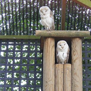 Barn owls at Wingham Wildlife Park, 15 August 2010