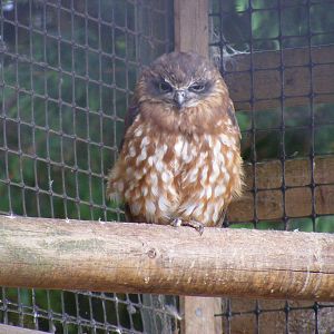 Boobook owl at Wingham Wildlife Park, 15 August 2010