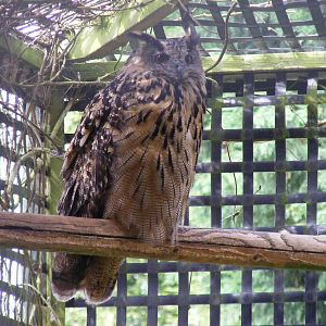 Eurasian eagle owl at Wingham Wildlife Park, 15 August 2010