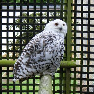Snowy owl at Wingham Wildlife Park, 15 August 2010