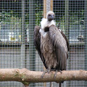 Spike the white-backed vulture at Wingham Wildlife Park, 15 August 2010