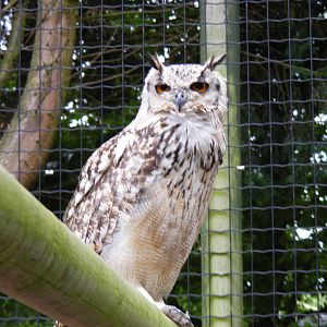 Bengal eagle owl at Wingham Wildlife Park, 15 August 2010