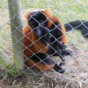 Red-ruffed lemur at Wingham Wildlife Park, 15 August 2010