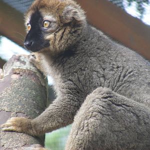 Red fronted brown lemur at Wingham Wildlife Park, 15 August 2010