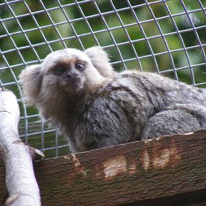 Cotton eared marmoset at Wingham Wildlife Park, 15 August 2010