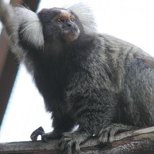 Cotton eared marmoset at Wingham Wildlife Park, 15 August 2010
