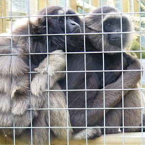 Mueller's x Agile gibbons at Wingham Wildlife Park, 15 August 2010