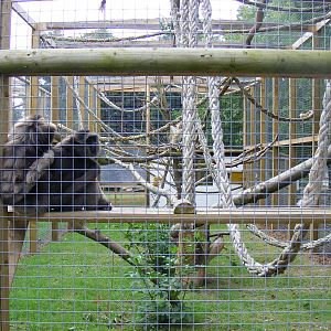 Mueller's x Agile gibbon enclosure at Wingham Wildlife Park, 15 August 2010