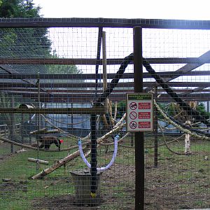 Tufted capuchin enclosure at Wingham Wildlife Park, 15 August 2010