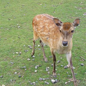 Deer at Wingham Wildlife Park, 15 August 2010