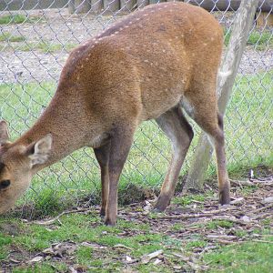 Deer at Wingham Wildlife Park, 15 August 2010