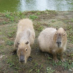 Capybaras at Wingham Wildlife Park, 15 August 2010