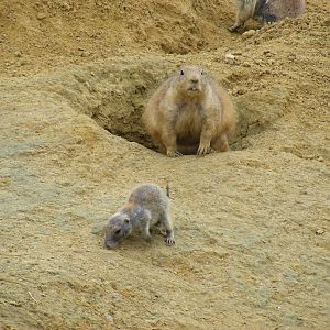 Prairie dogs at Wingham Wildlife Park, 15 August 2010
