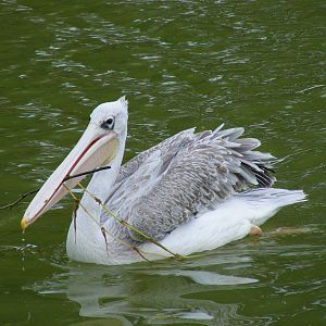 Pink backed pelican at Wingham Wildlife Park, 15 August 2010