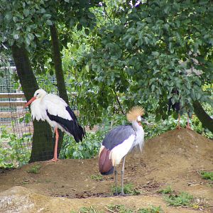 White stork and East African crowned crane at Wingham Wildlife Park, 15 Aug