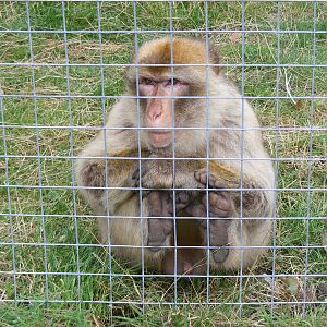 Barbary macaque at Wingham Wildlife Park, 15 August 2010