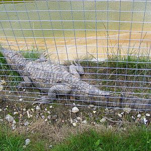 Spectacled Caiman crocodile at Wingham Wildlife Park, 15 August 2010