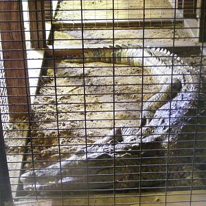 Cuban crocodile at Wingham Wildlife Park, 15 August 2010