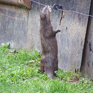 Asian short-clawed otter at Wingham Wildlife Park, 15 August 2010