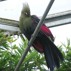Green touraco at Wingham Wildlife Park, 15 August 2010
