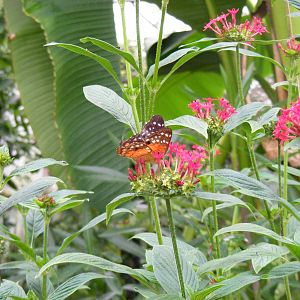 Butterfly at Wingham Wildlife Park, 15 August 2010