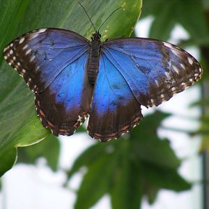 Butterfly at Wingham Wildlife Park, 15 August 2010