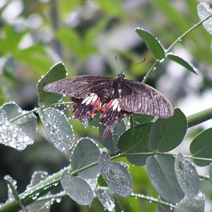 Butterfly at Wingham Wildlife Park, 15 August 2010