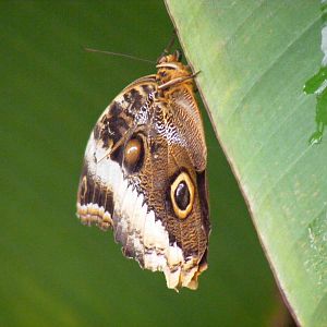 Butterfly at Wingham Wildlife Park, 15 August 2010