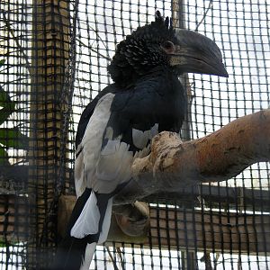 Silvery-cheeked hornbill at Wingham Wildlife Park, 15 August 2010