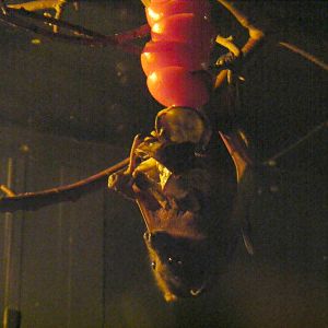 Little red flying fox at Wingham Wildlife Park, 15 August 2010