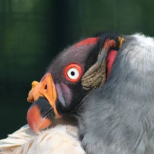 King Vulture @ Berlin Zoo; 05.09.2007