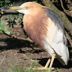 Javan Pond Heron @ Berlin Zoo; 05.09.2007